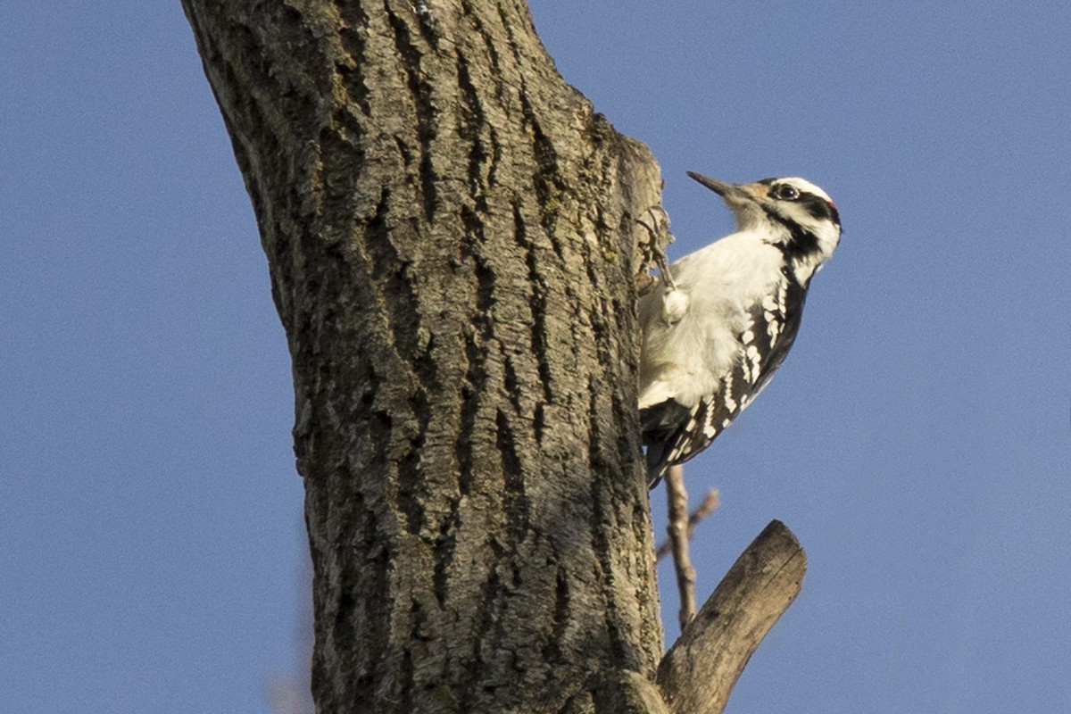 Hairy Woodpecker - ML397589701
