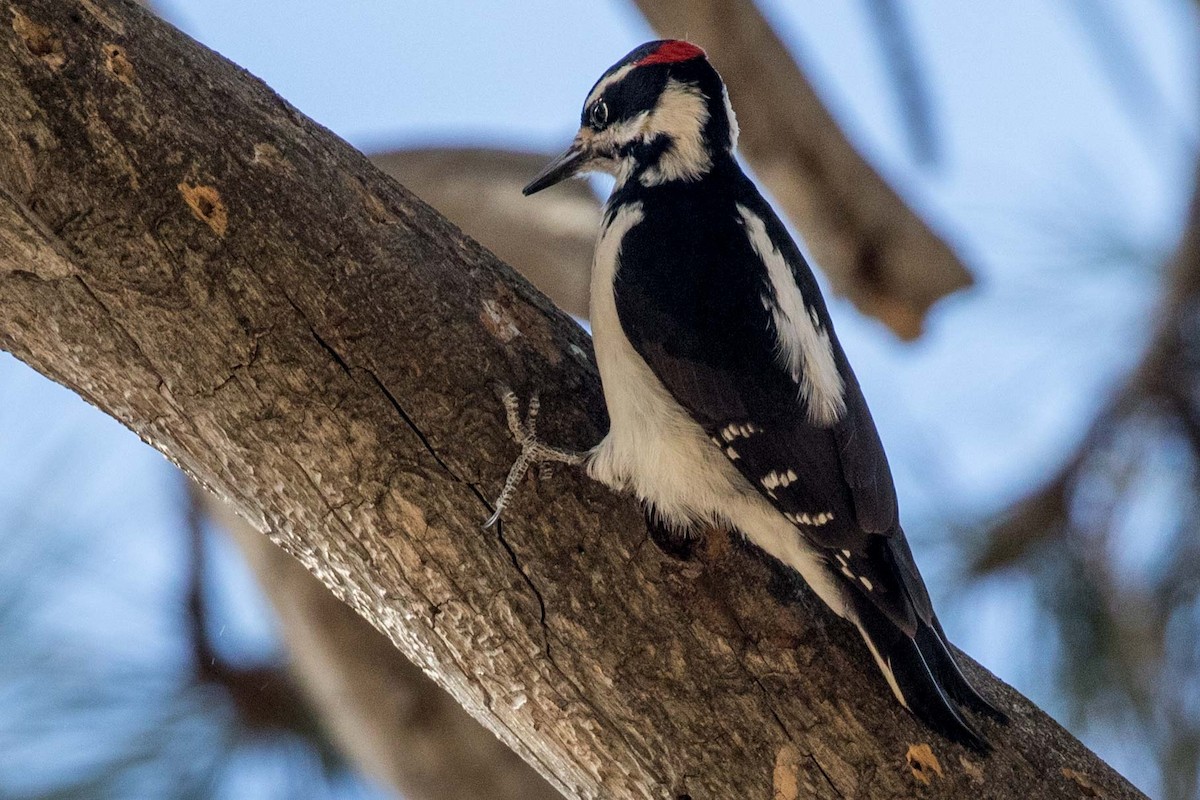Hairy Woodpecker - Phil Richardson