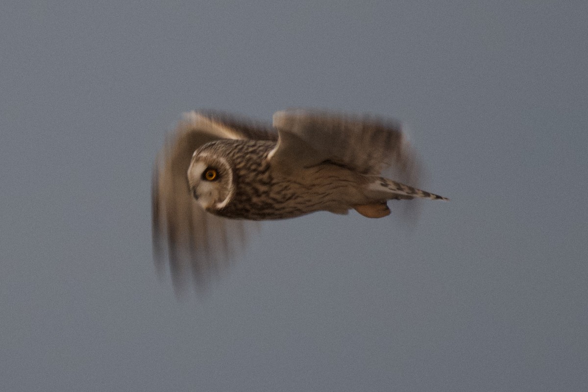 Short-eared Owl - ML397593971
