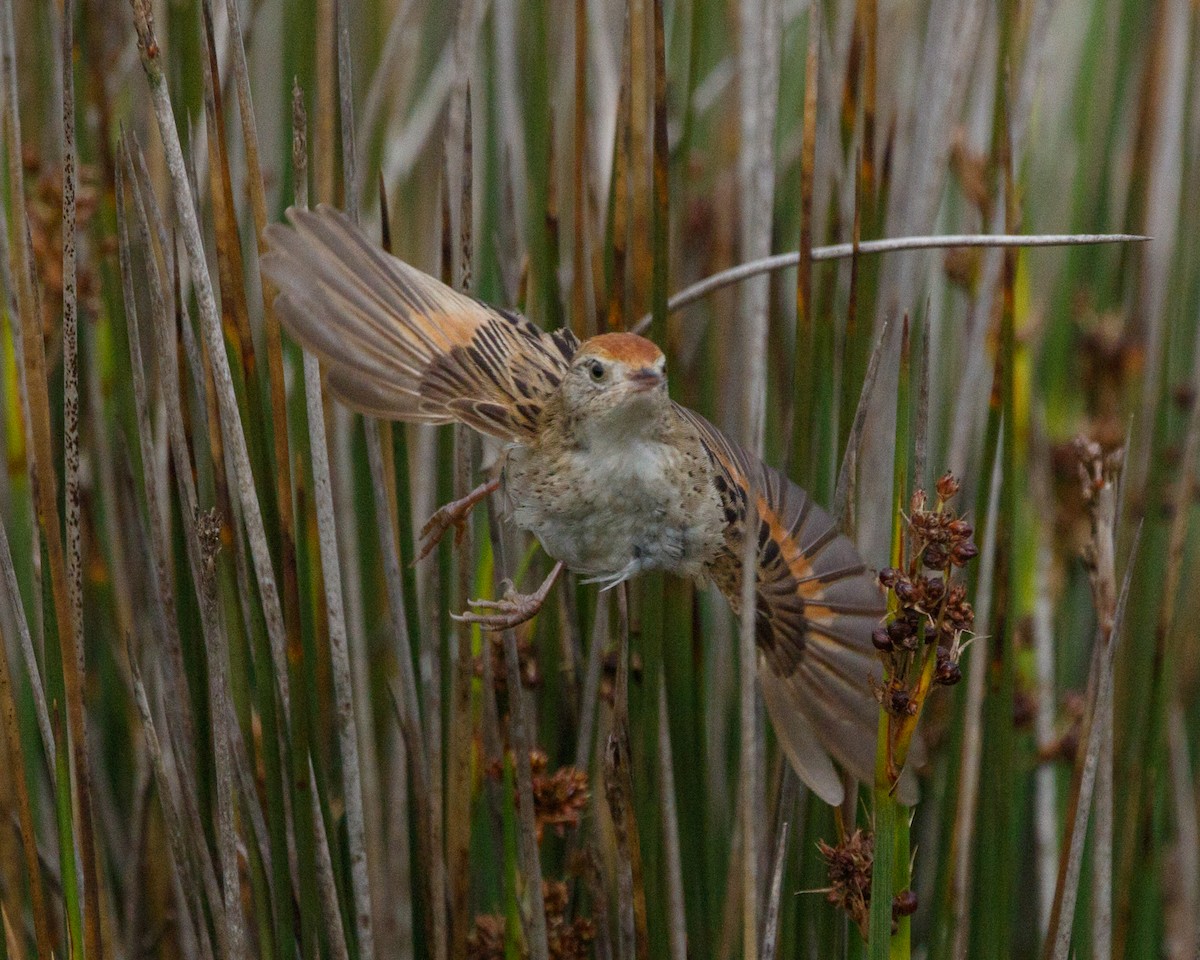 Bay-capped Wren-Spinetail - Silvia Faustino Linhares