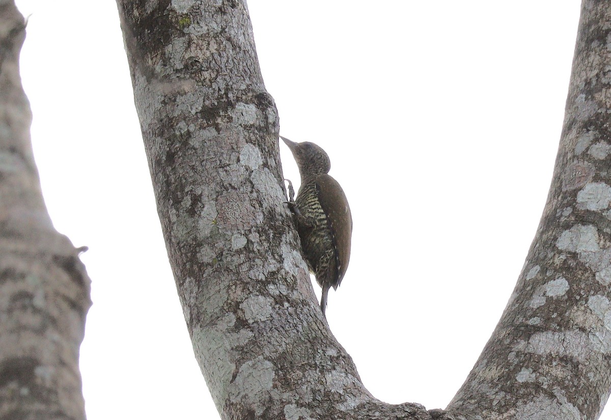 Green-backed Woodpecker (Little Green) - ML397604181