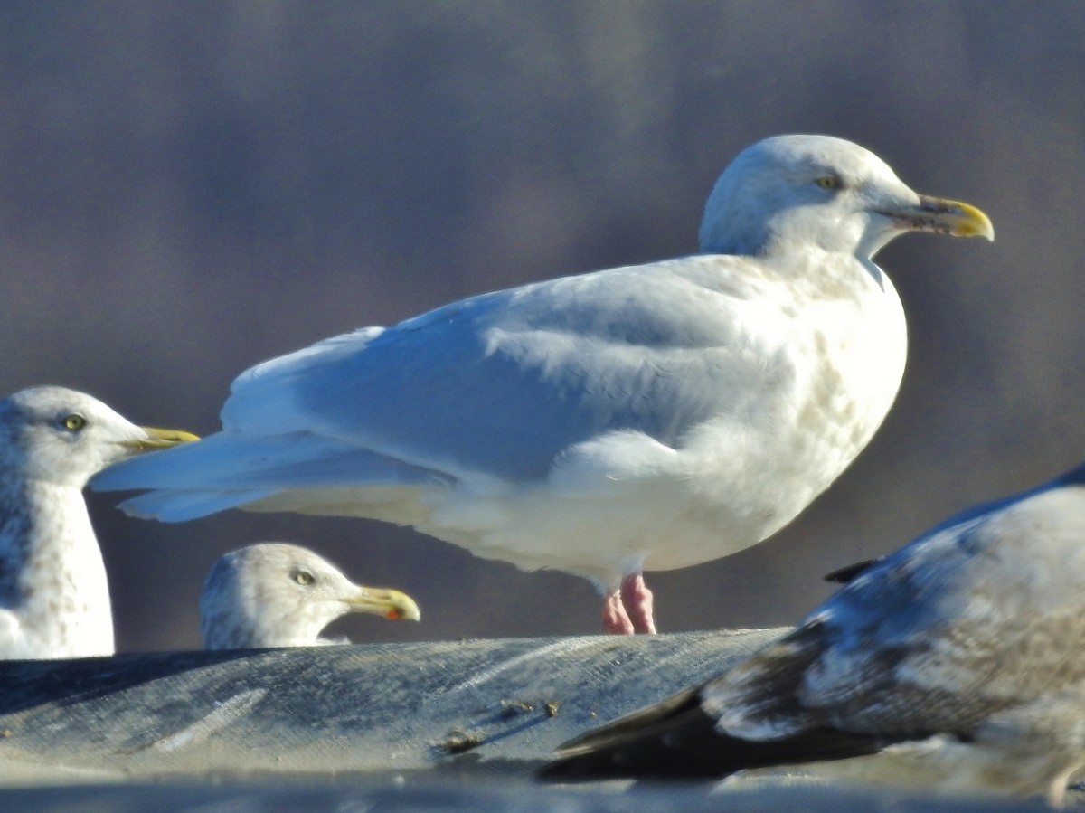 eBird Checklist 20 Dec 2021 Bolivar Landfill (private no access