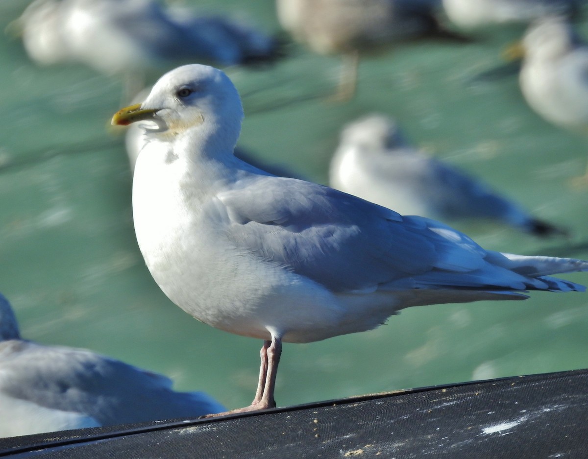 eBird Checklist 20 Dec 2021 Bolivar Landfill (private no access
