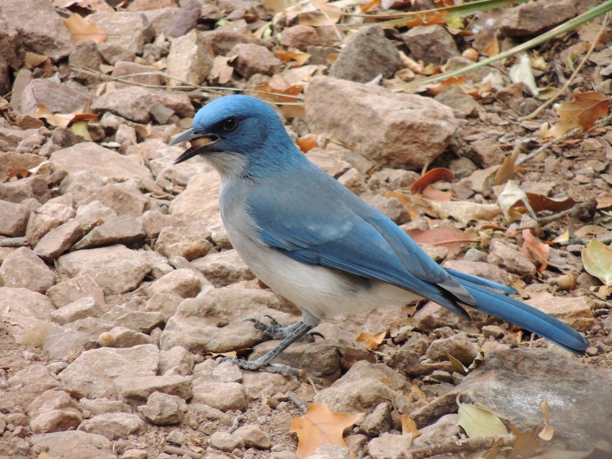Mexican Jay - ML397611621