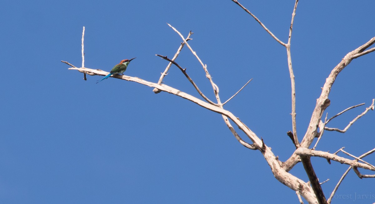 Rufous-crowned Bee-eater - ML39761431