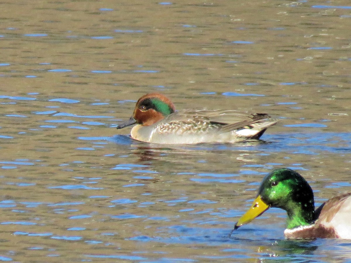 Green-winged Teal - ML397614611