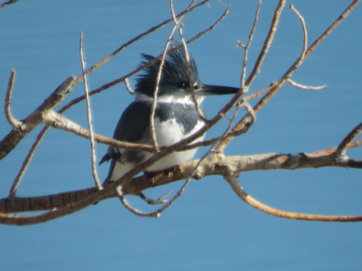 Belted Kingfisher - ML397615831