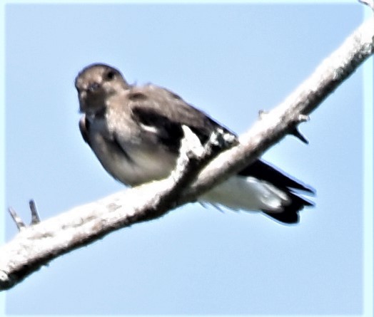 Northern Rough-winged Swallow - ML397617031