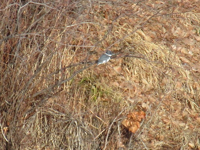 Belted Kingfisher - ML397618611