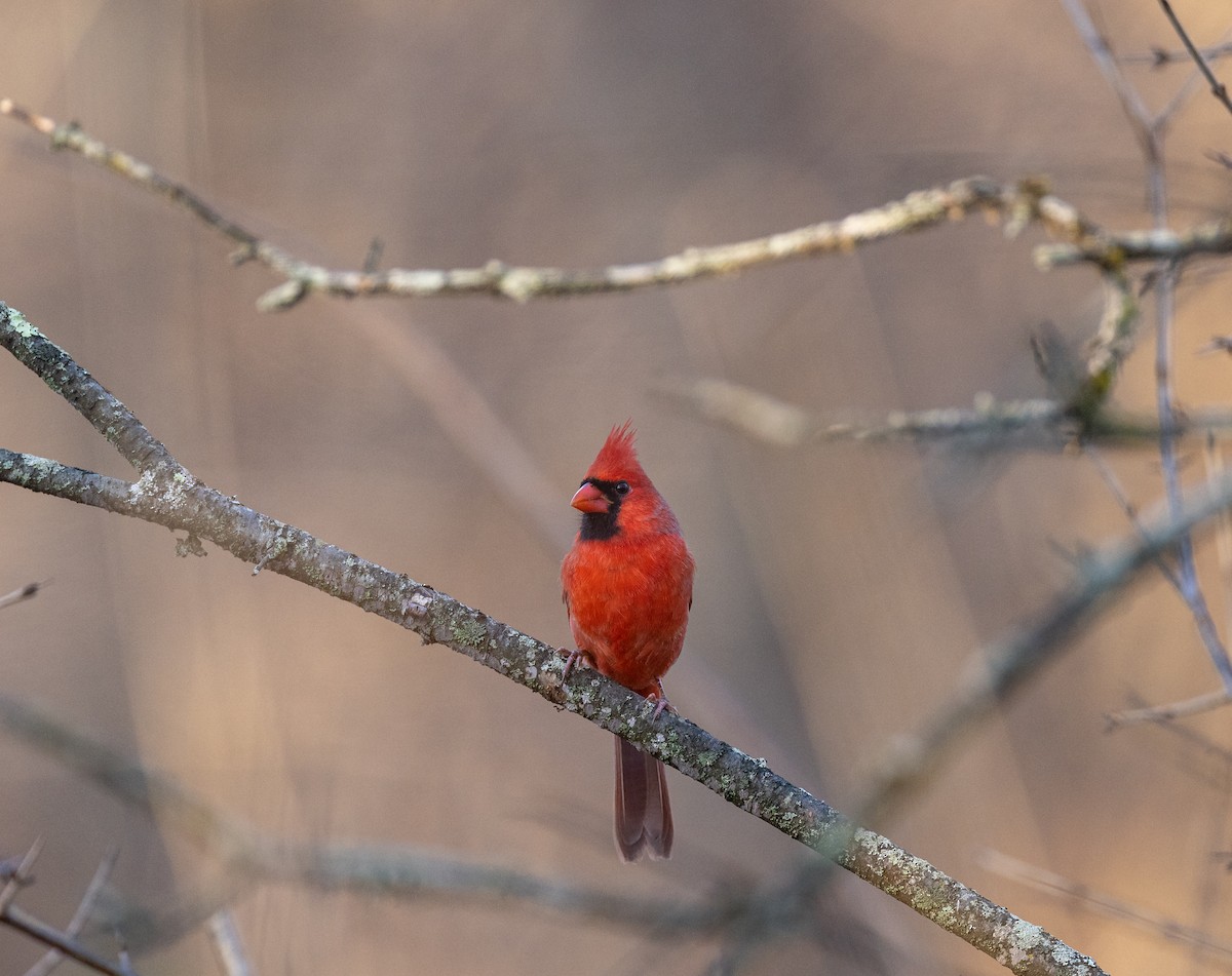 Northern Cardinal - Matthew Sabourin