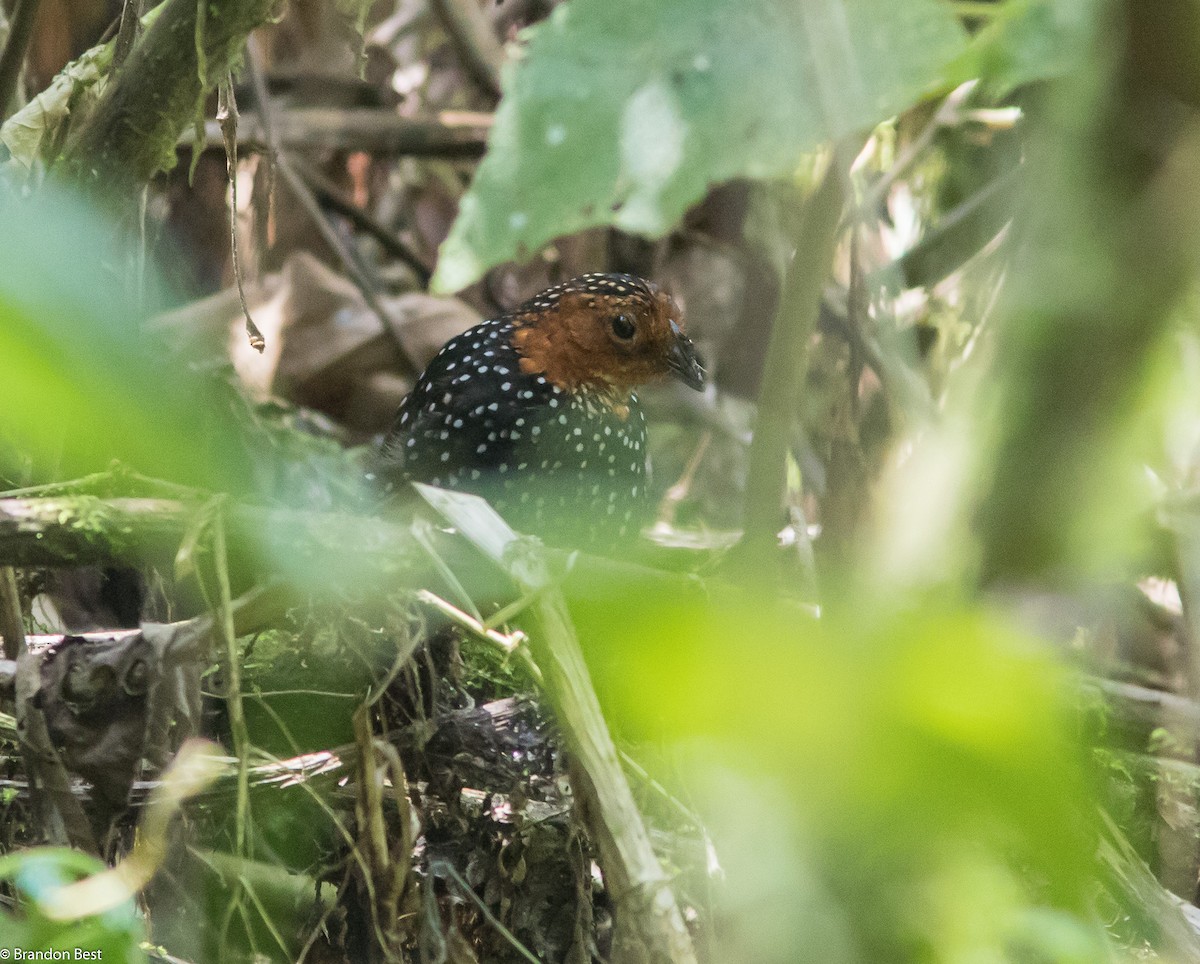 Ocellated Tapaculo - Brandon Best