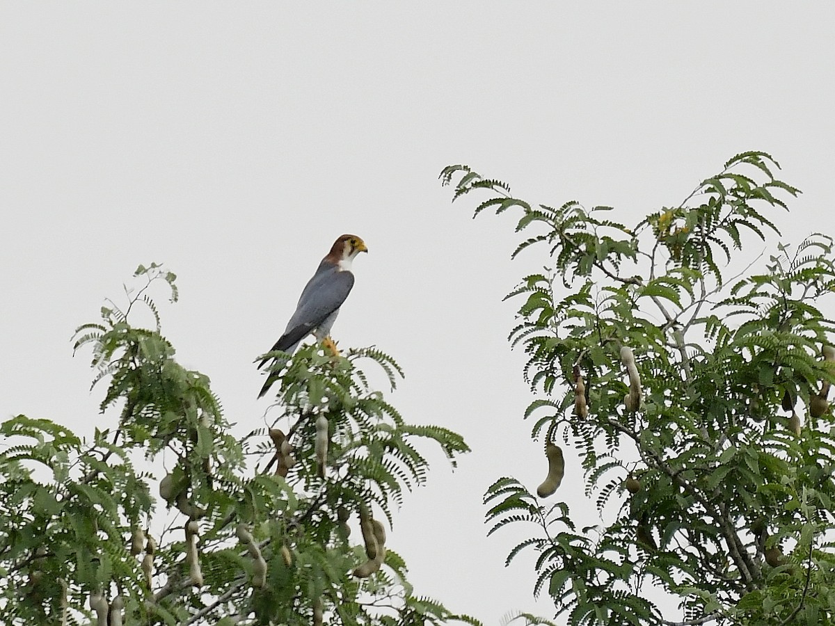 Red-necked Falcon - Anoop CR