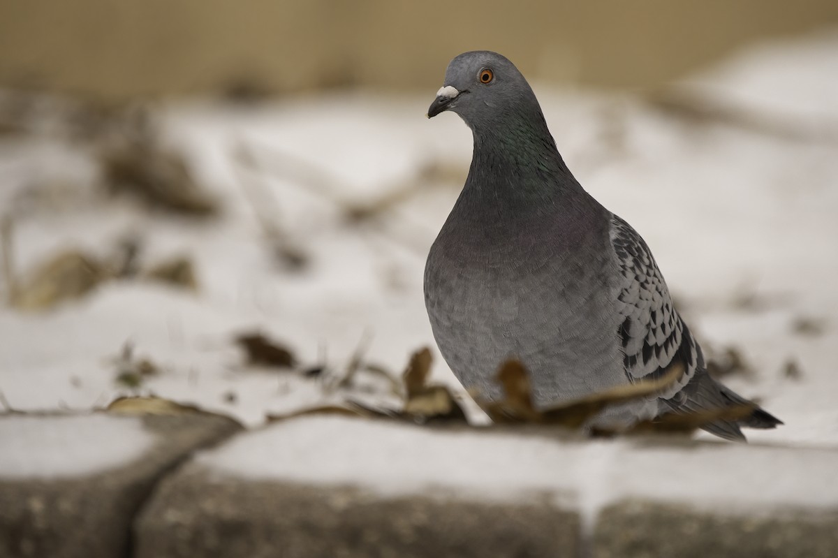 Rock Pigeon (Feral Pigeon) - ML397638161