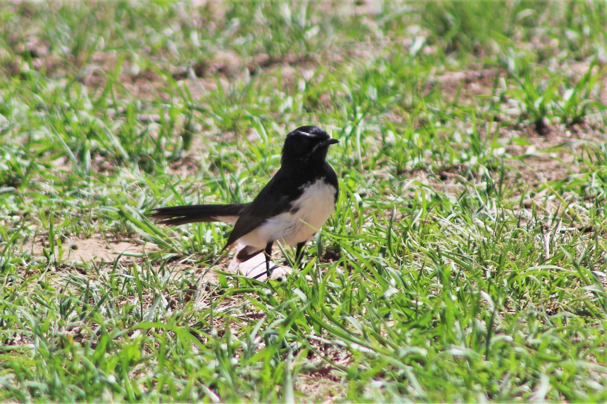 Willie-wagtail - ML397640901