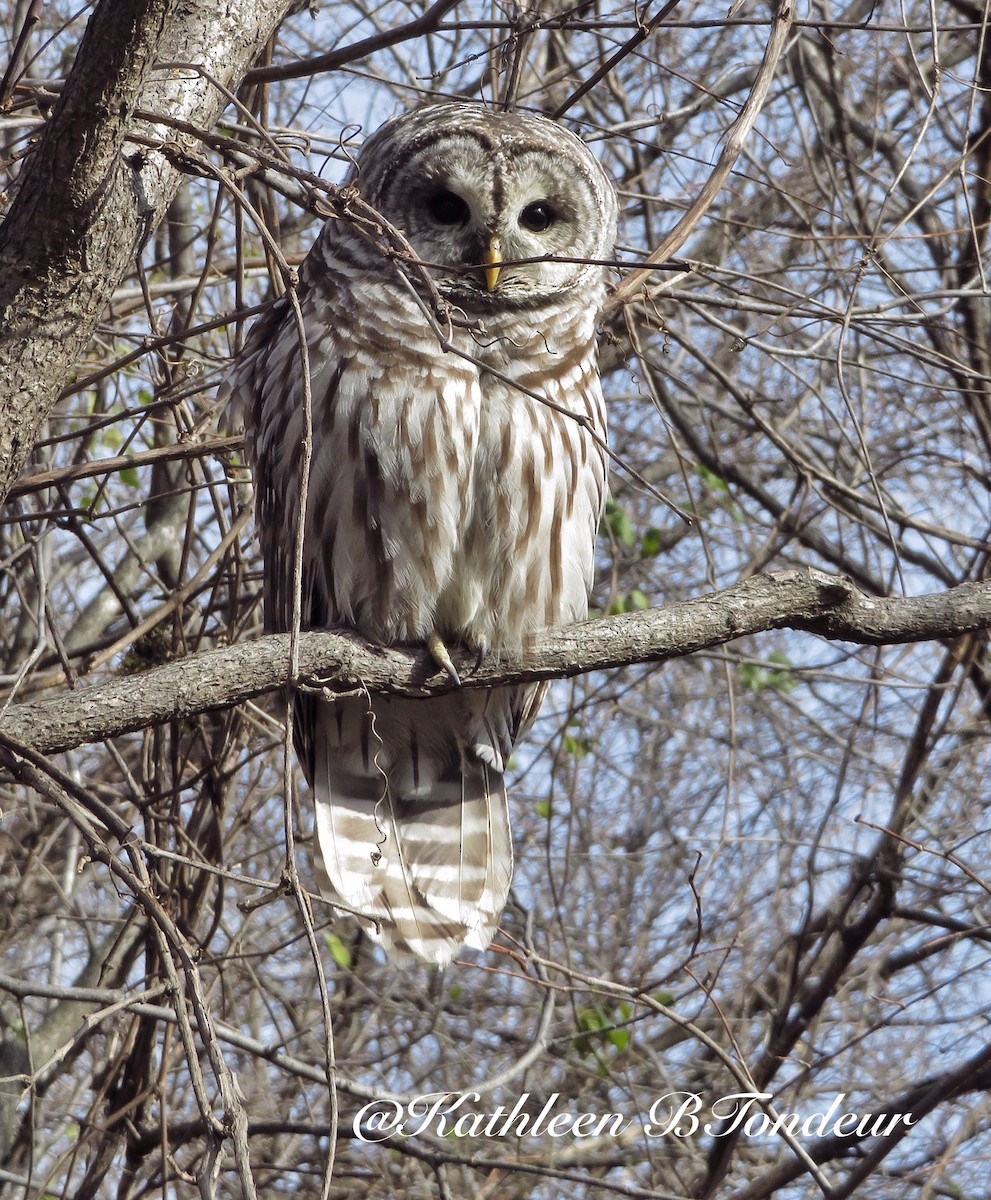 Barred Owl - ML39764281
