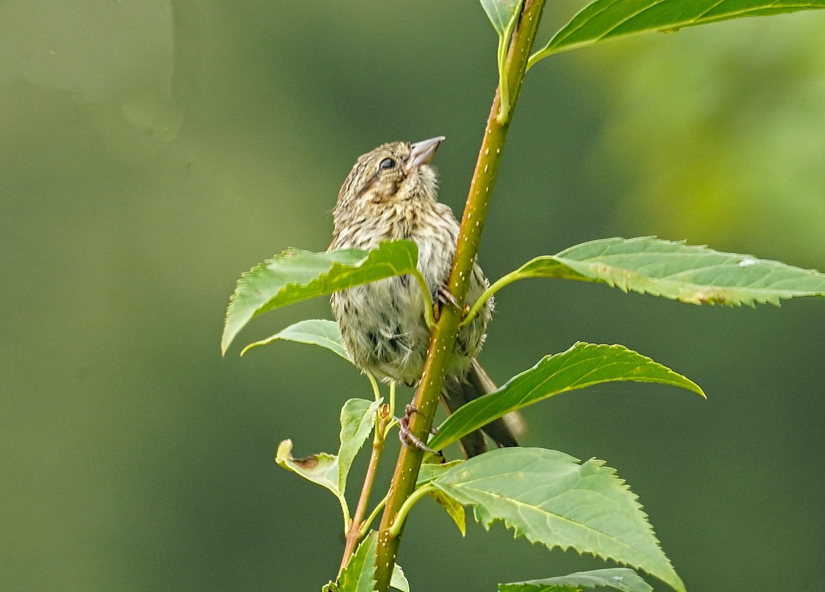 eBird Checklist 6 Sep 2021 Weston Heights/Kennedy Drive
