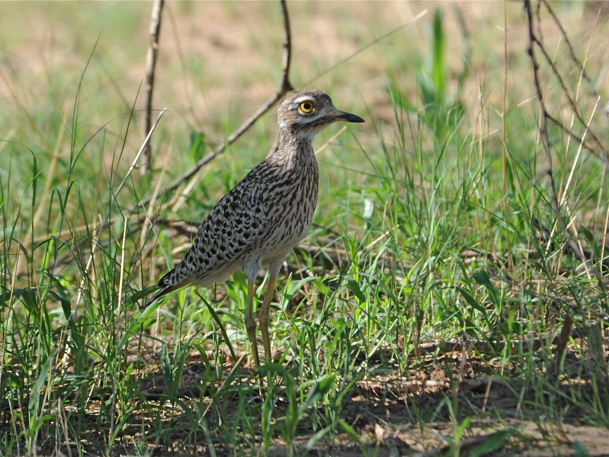 Spotted Thick-knee - Alan Van Norman