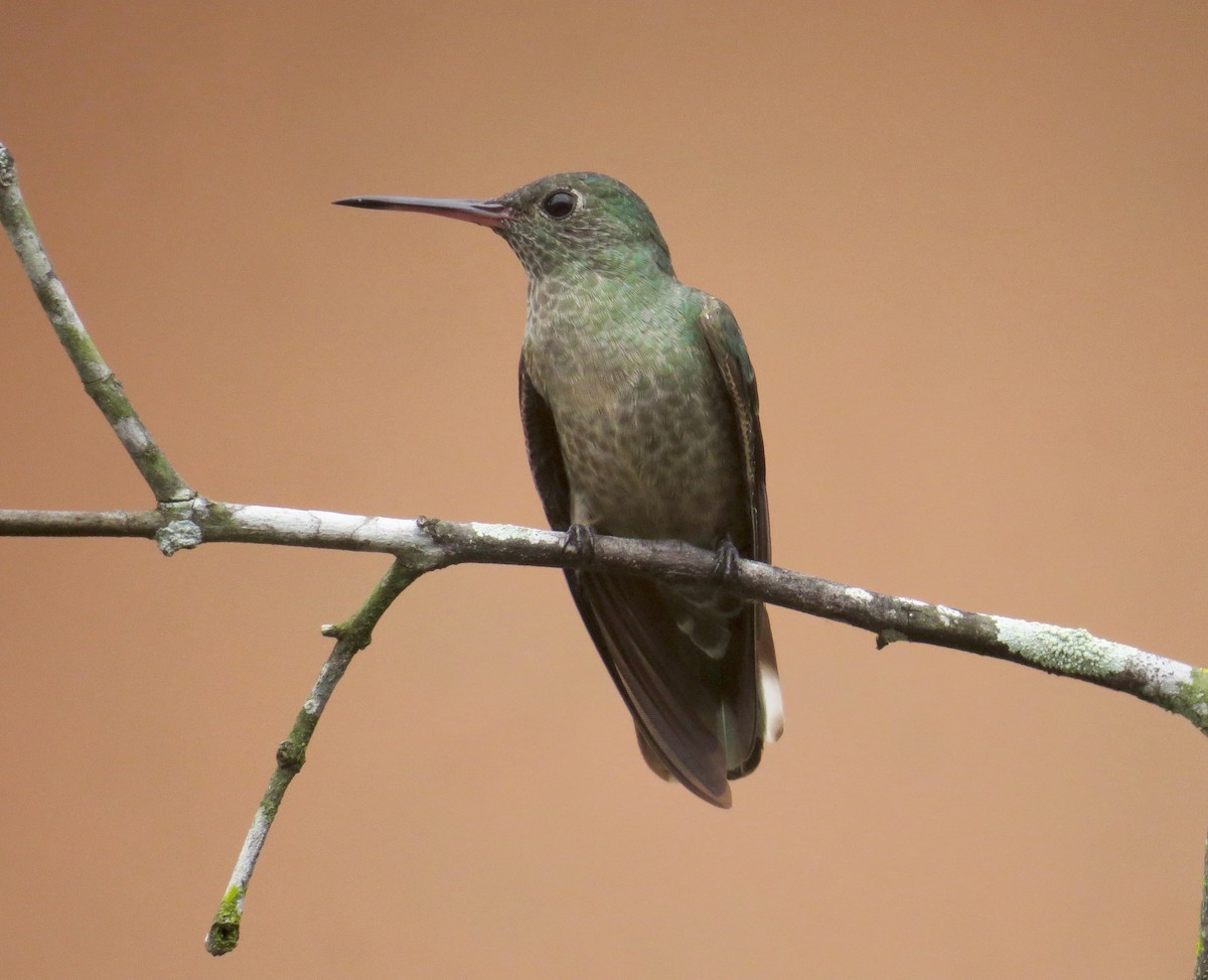Scaly-breasted Hummingbird - Gerry Hawkins