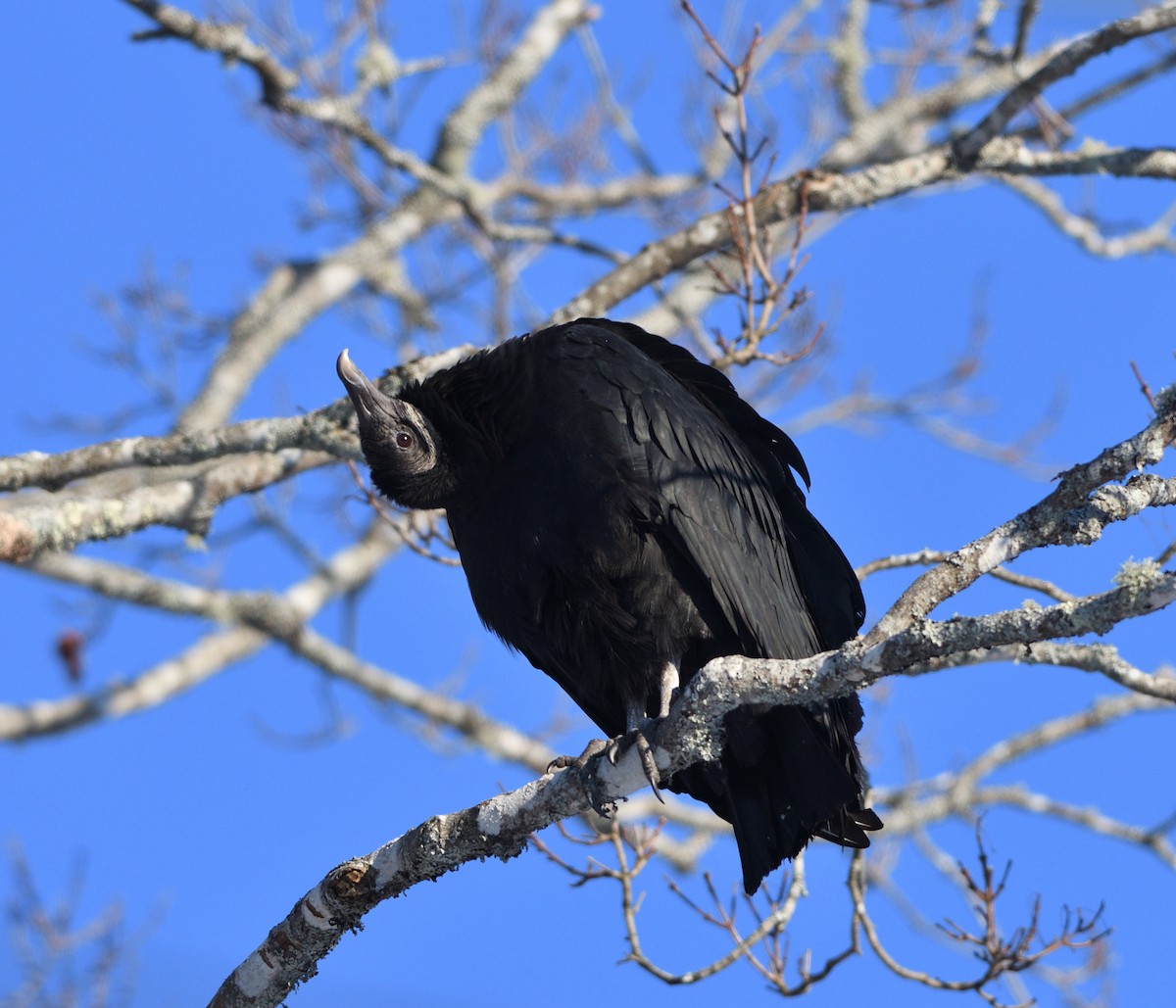 Black Vulture - Woody Gillies