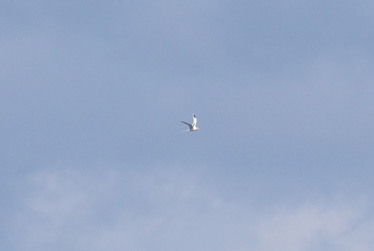 White-tailed Tropicbird - ML397658581