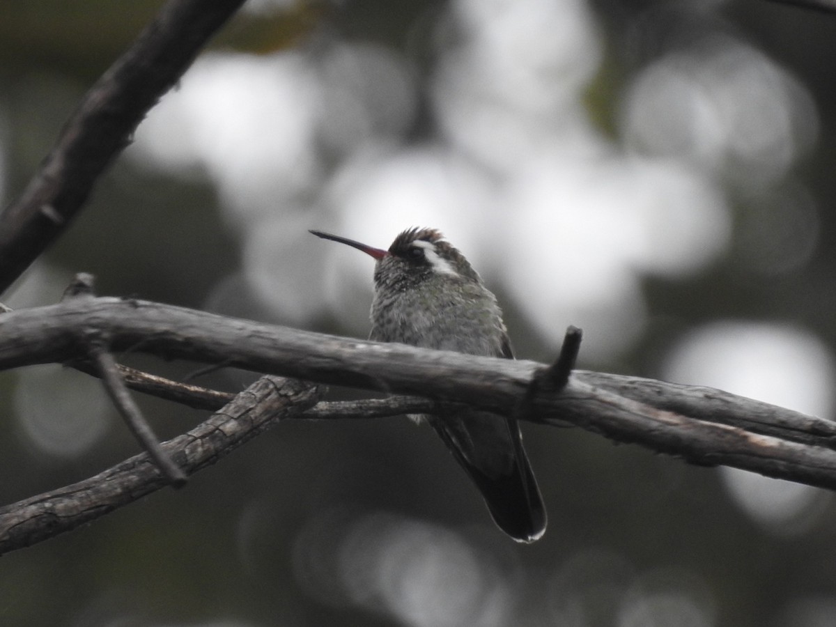 White-eared Hummingbird - Frank Fabbro