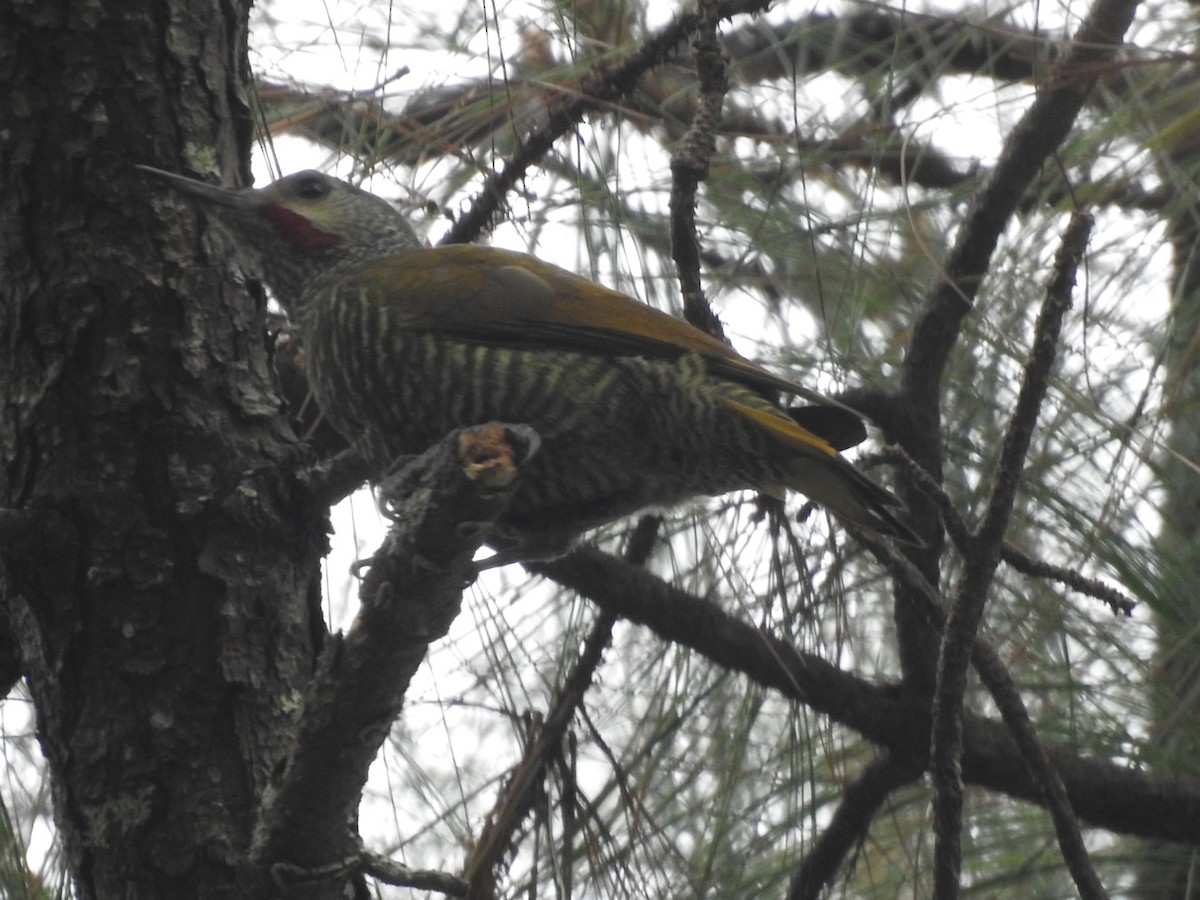 Gray-crowned Woodpecker - Frank Fabbro