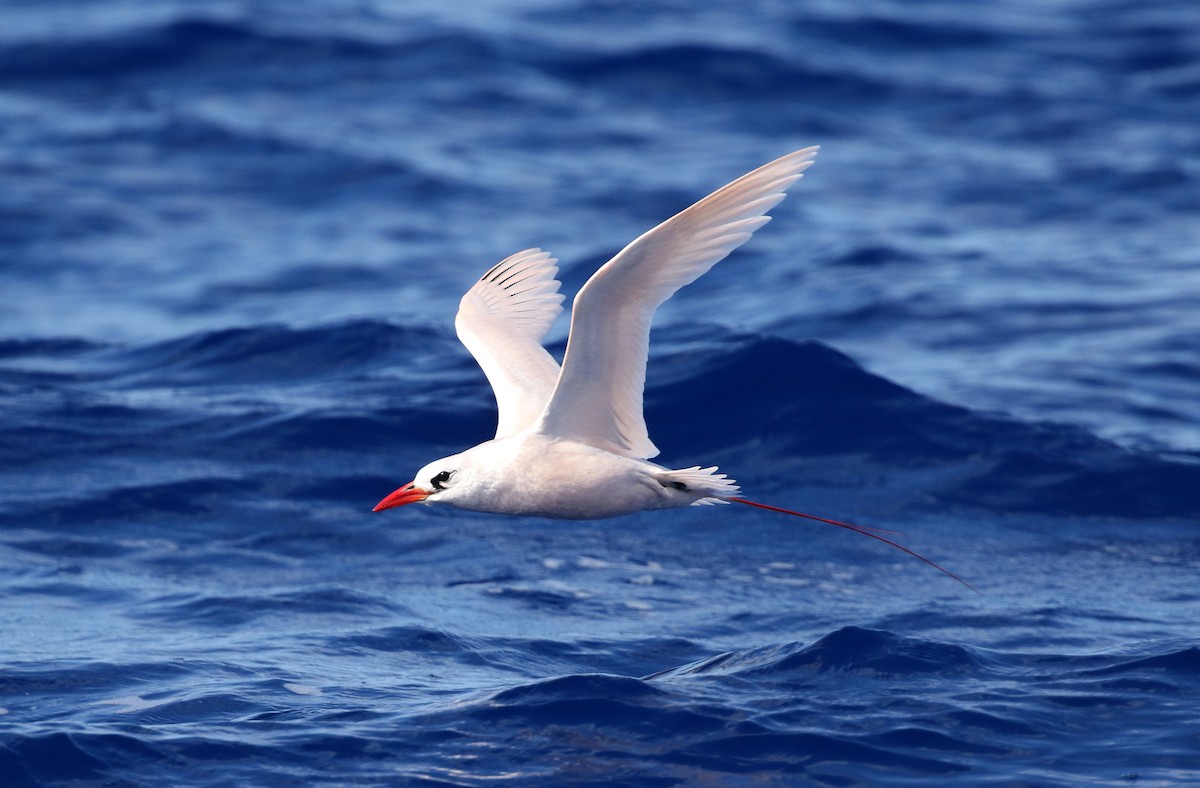 Red-tailed Tropicbird - Stuart Kelly