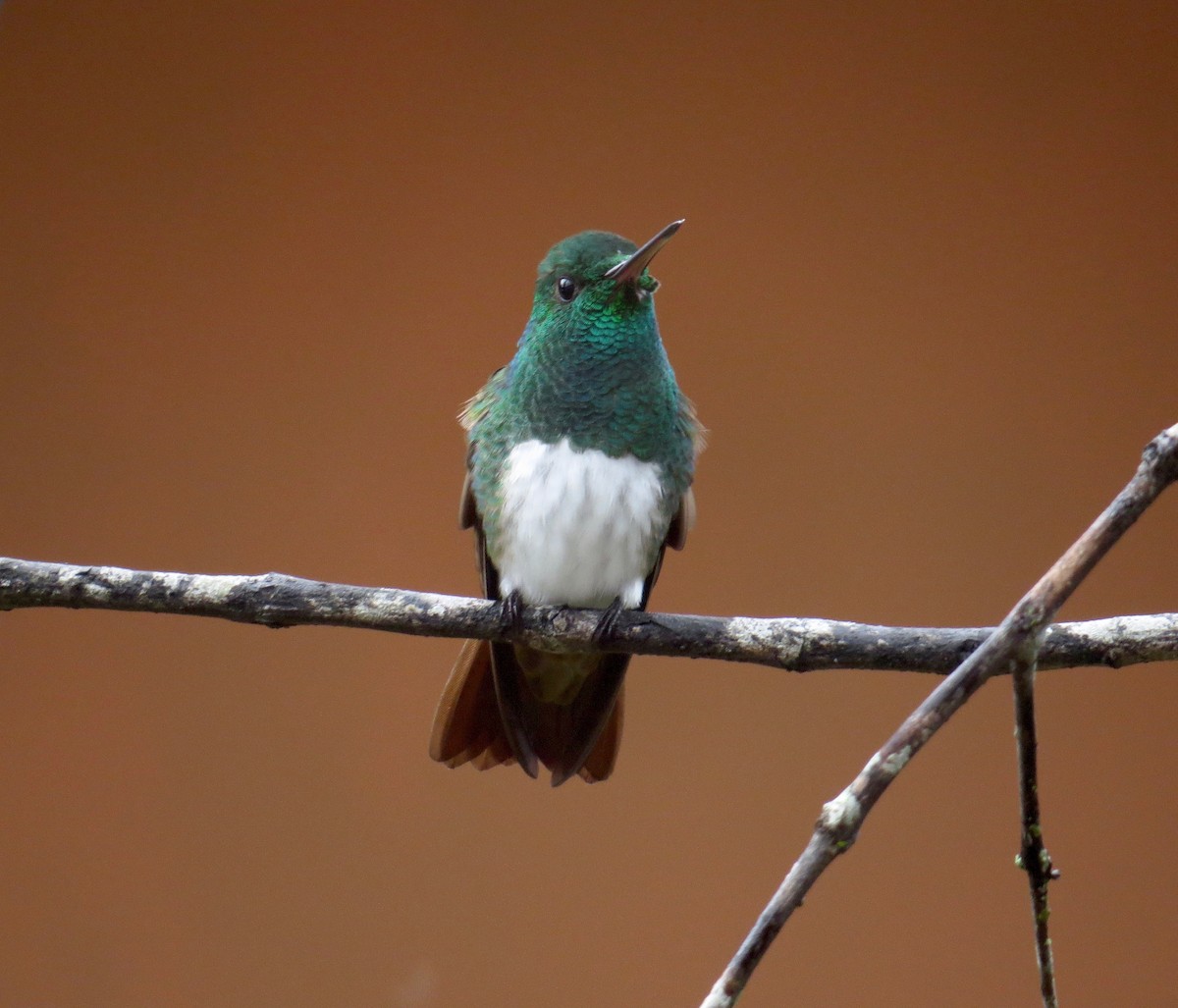 Snowy-bellied Hummingbird - Gerry Hawkins