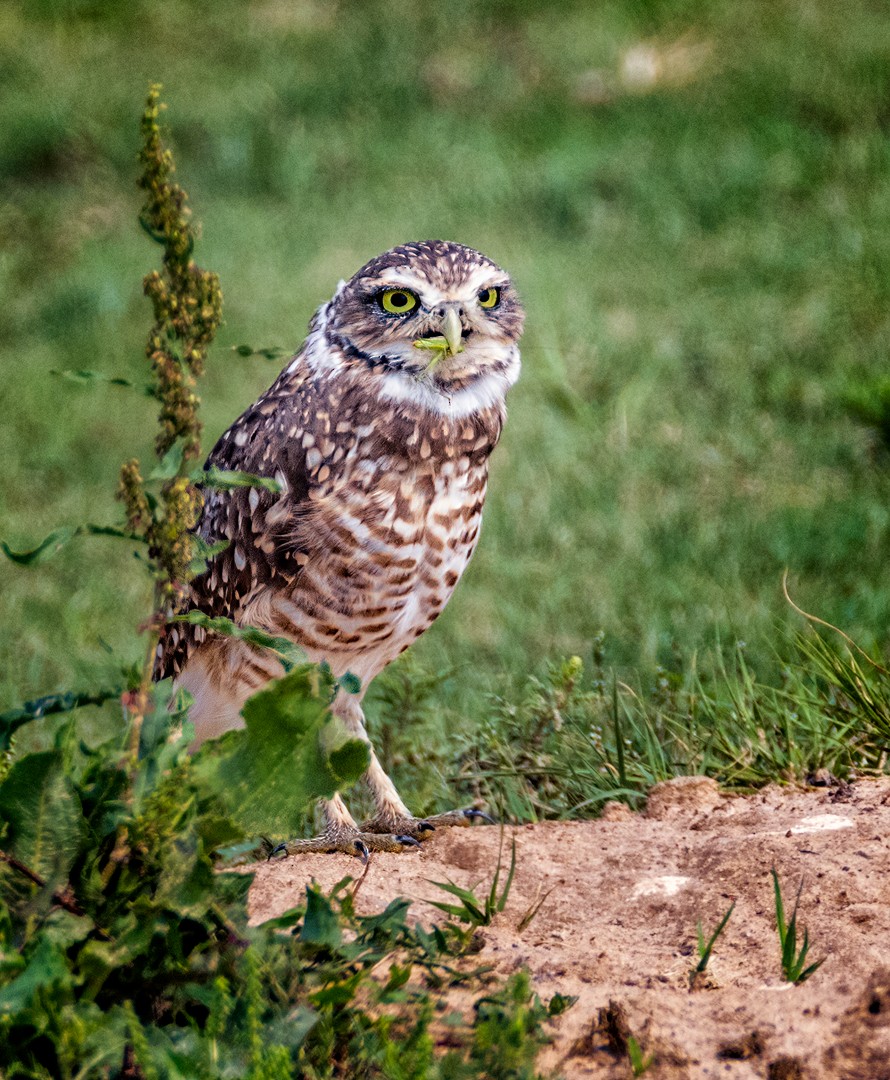 Burrowing Owl - Eric Dyck