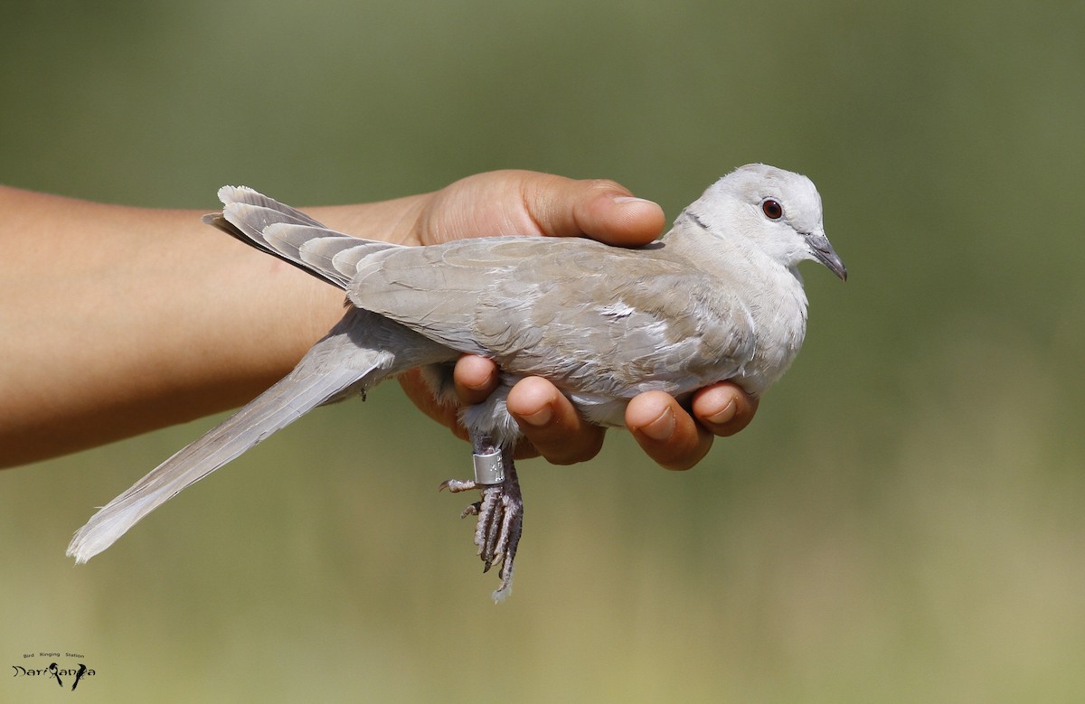 Eurasian Collared-Dove - Tuvshintugs Sukhbaatar