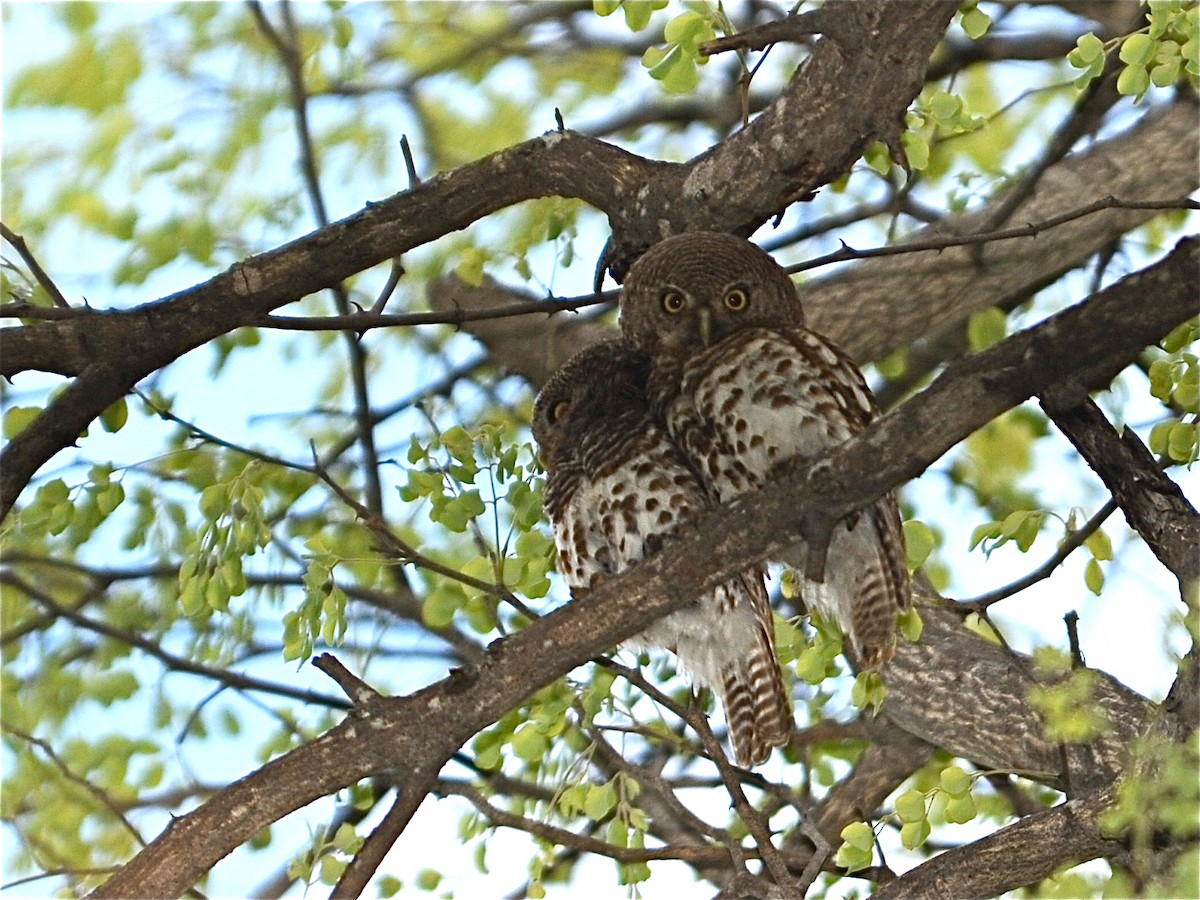 African Barred Owlet - ML39767361