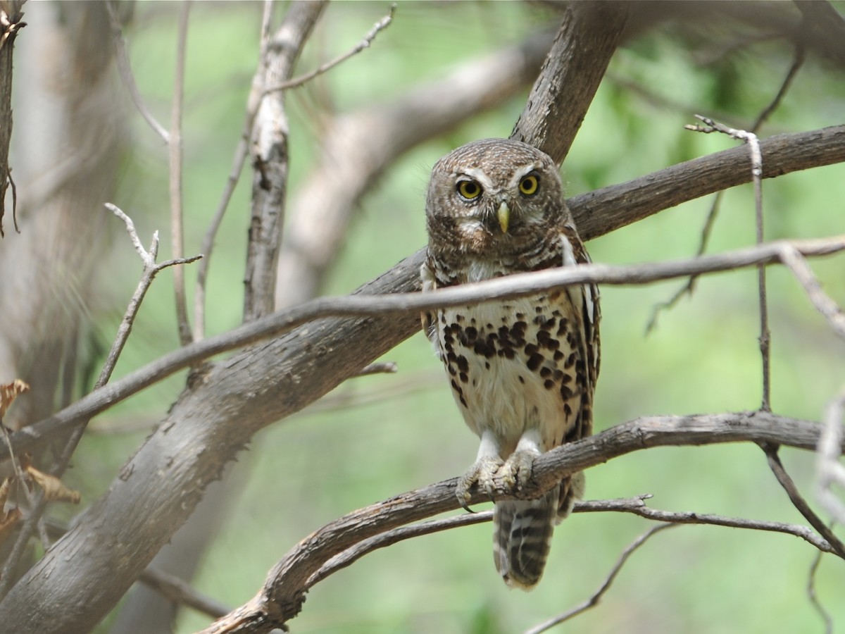 African Barred Owlet - ML39767391