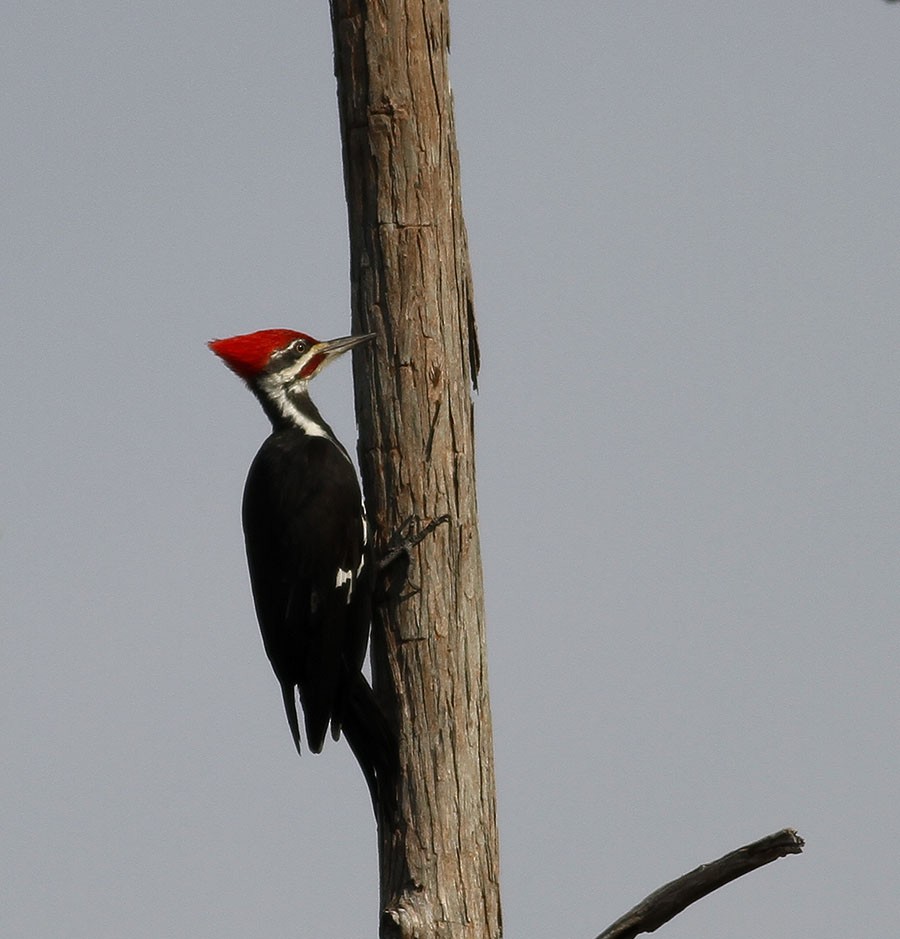 Pileated Woodpecker - ML39767401