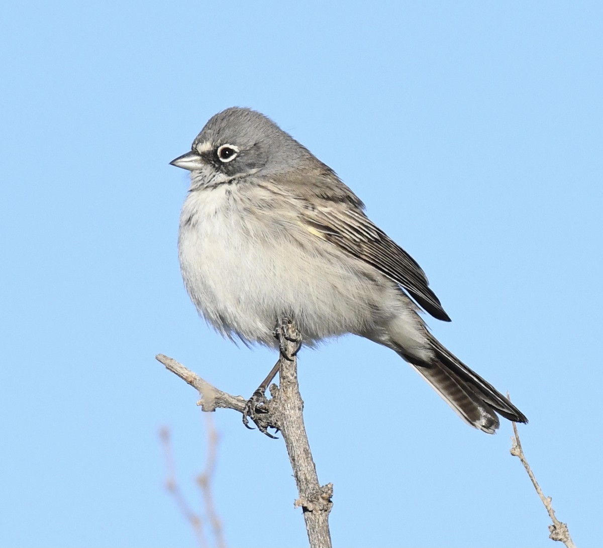 Sagebrush/Bell's Sparrow (Sage Sparrow) - ML397674671