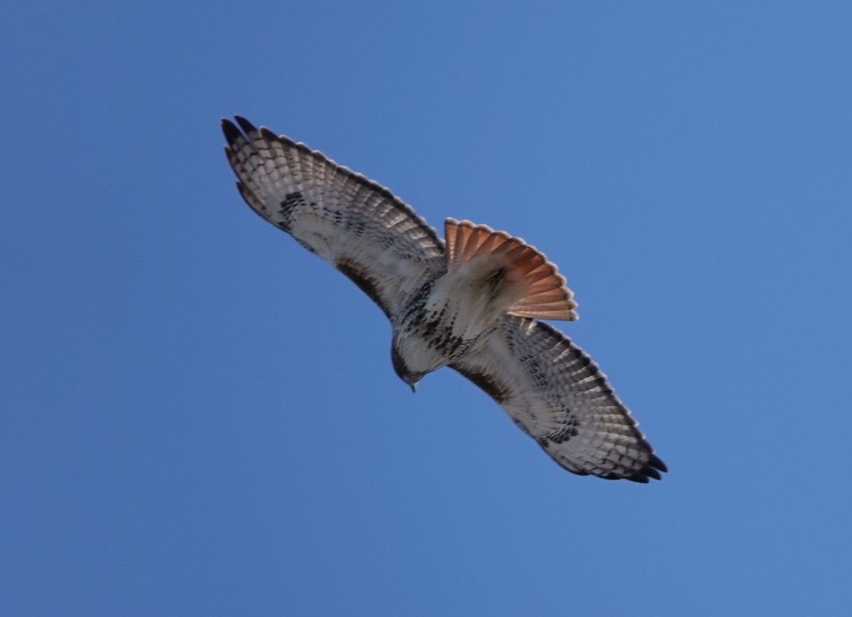 Red-tailed Hawk - ML397676021