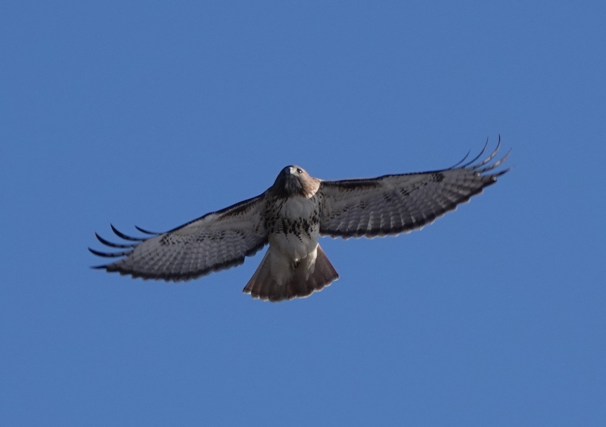 Red-tailed Hawk - ML397676271