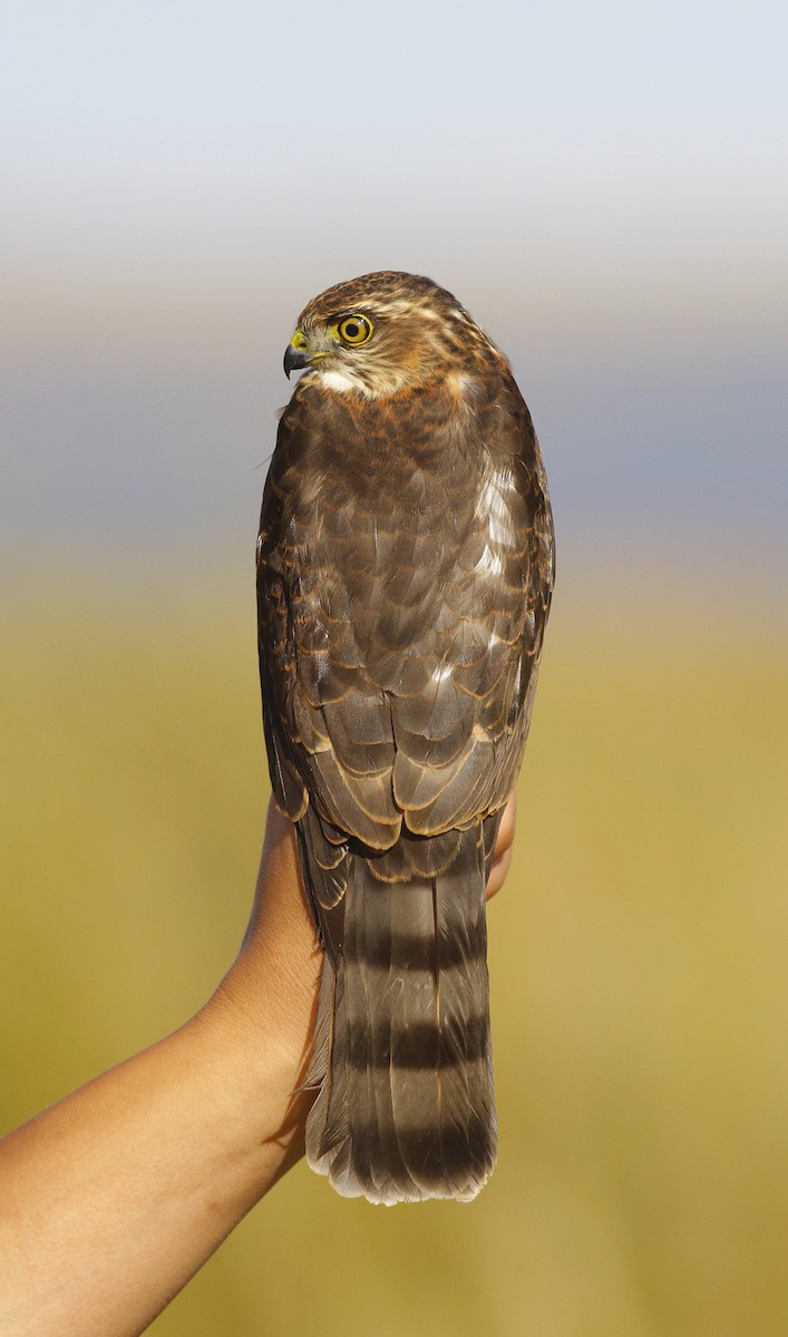 Japanese Sparrowhawk - Tuvshintugs Sukhbaatar