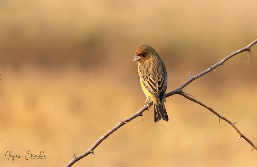 Red-headed Bunting - ML397688771