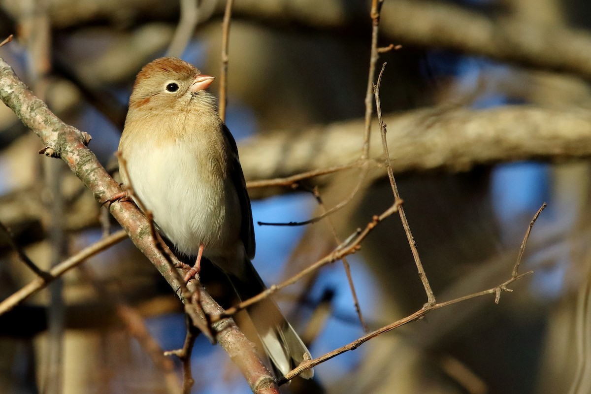 Field Sparrow - Sam Zhang
