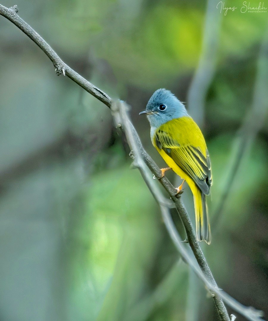Gray-headed Canary-Flycatcher - Ilyas Shaikh