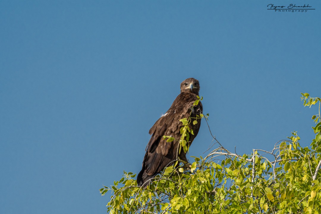 Greater Spotted Eagle - ML397689531