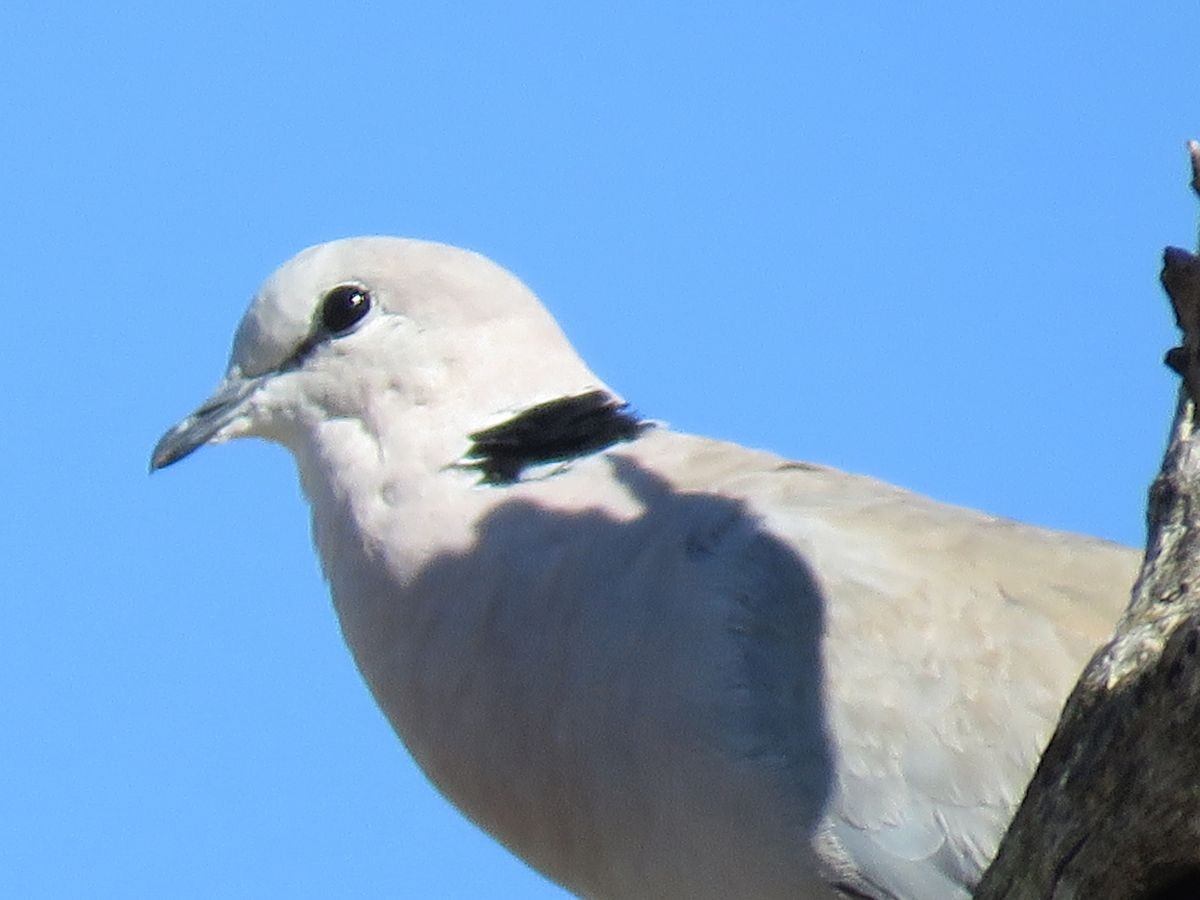 Ring-necked Dove - ML39768981