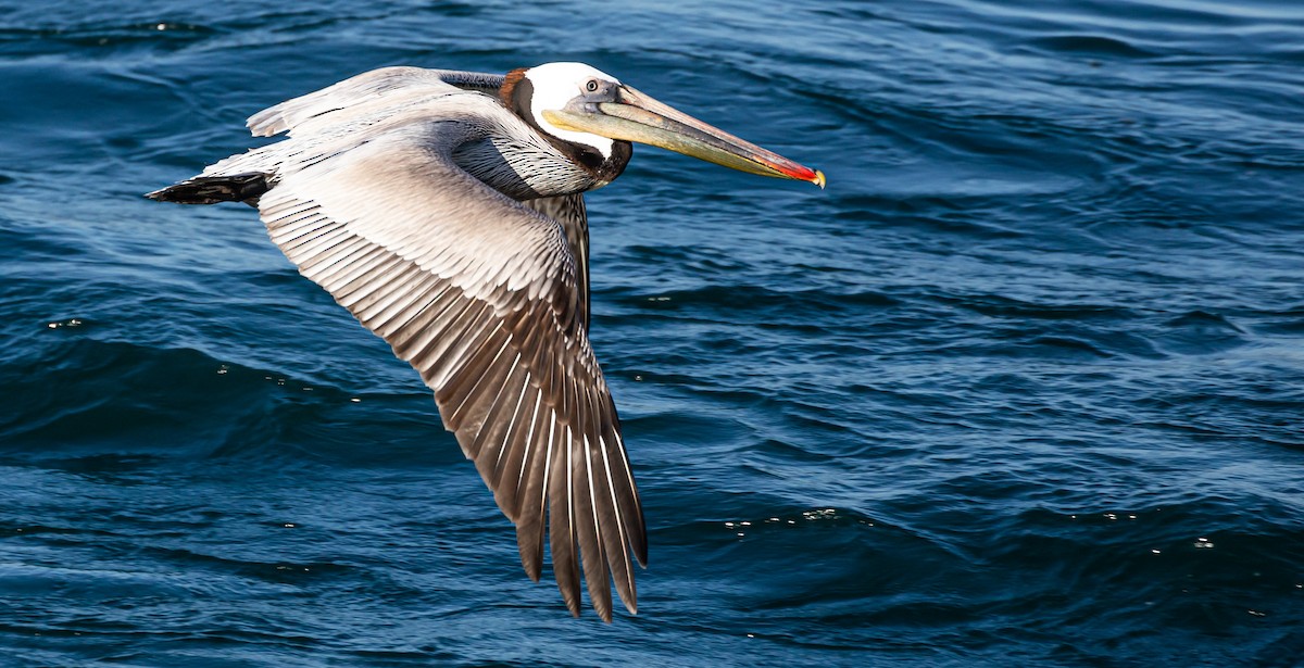 pelikán hnědý - ML397703081
