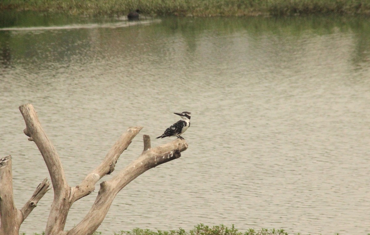 Pied Kingfisher - Madhurima Das