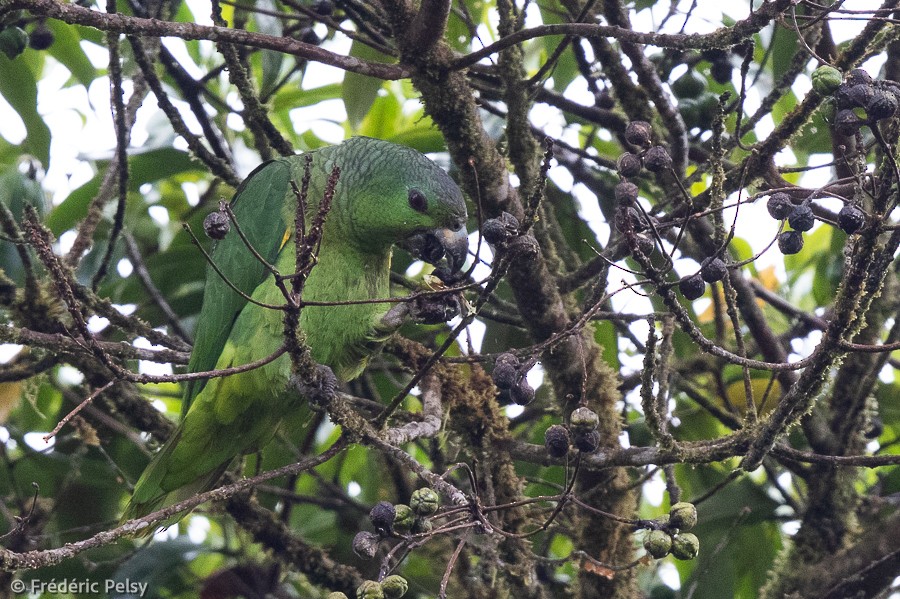 Scaly-naped Parrot - ML397707151