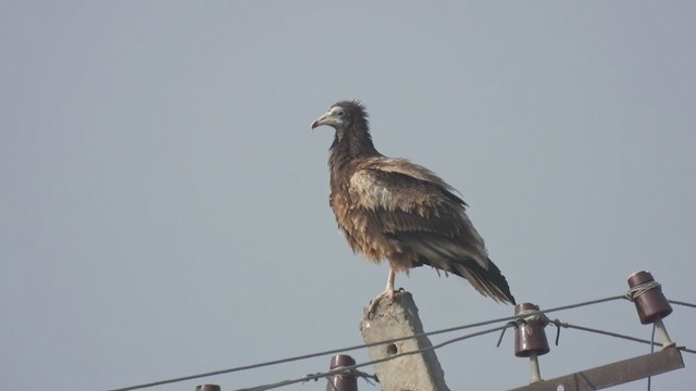 Egyptian Vulture - ML397710371