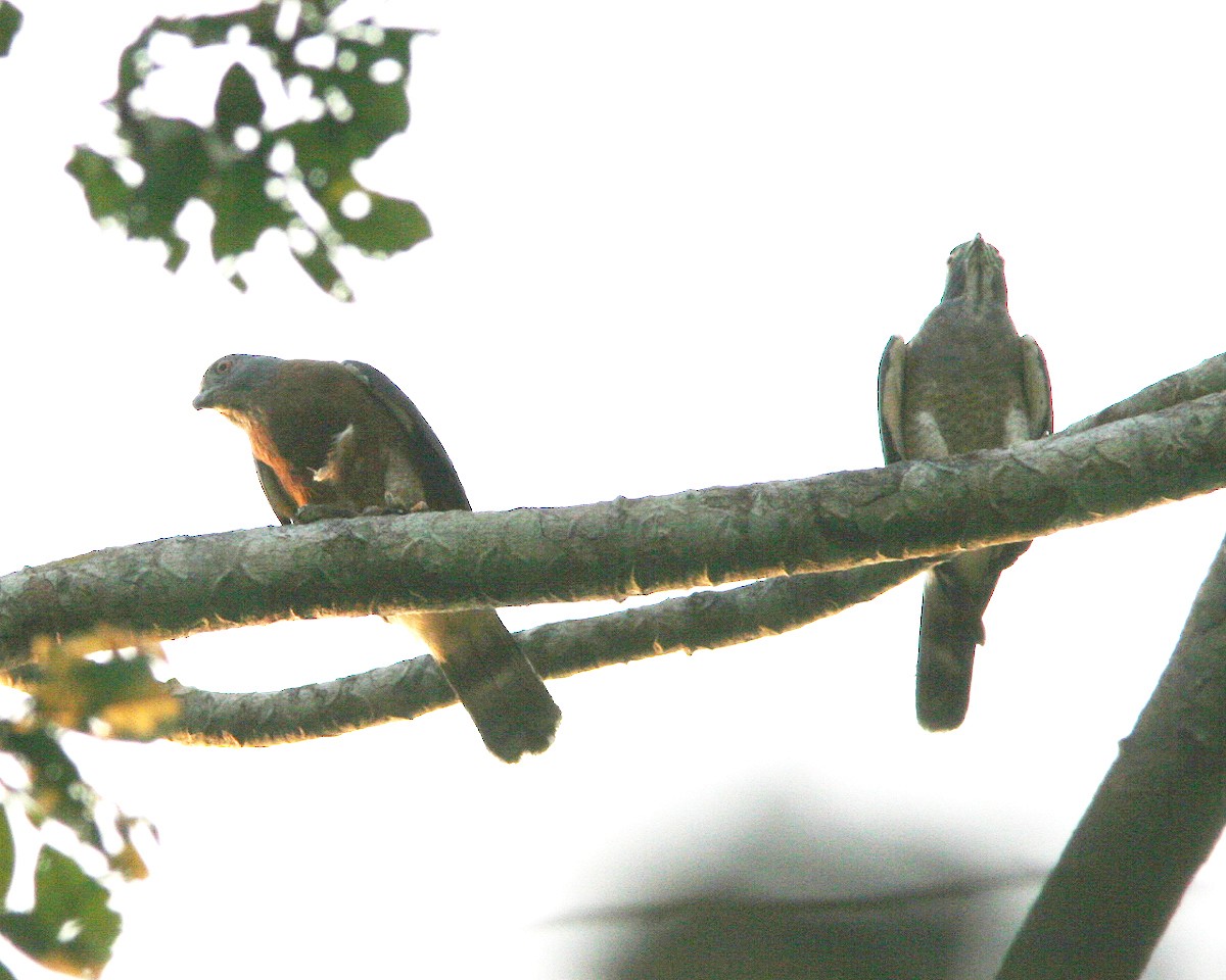 Double-toothed Kite - ML397710581