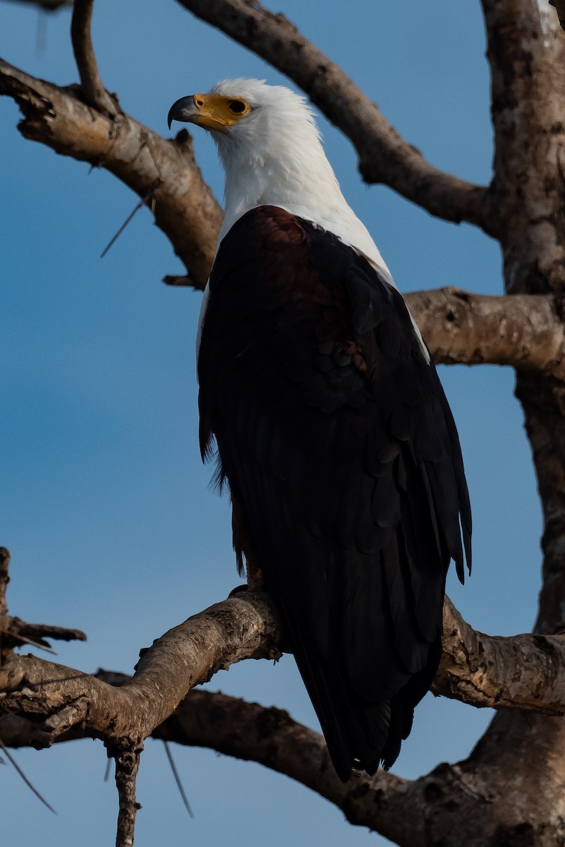 African Fish-Eagle - ML397712031