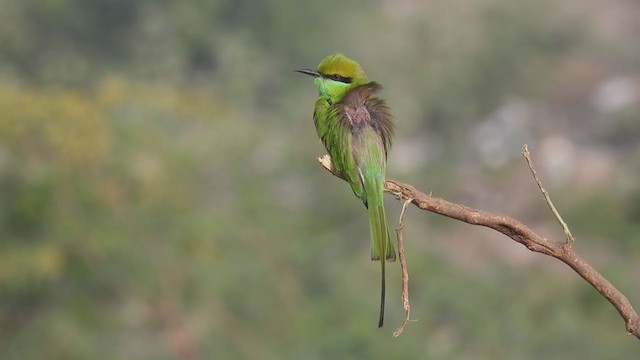 Asian Green Bee-eater - ML397712151