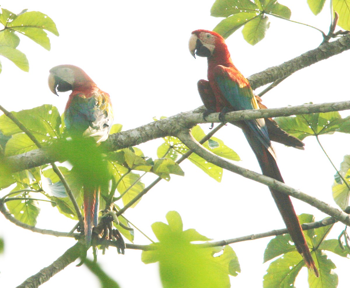 Red-and-green Macaw - ML397714341